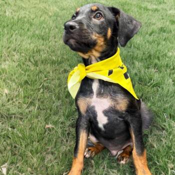 Cookie -  American Bulldog Dog for Adoption in Kingman, Arizona - Cookie | PetCurious