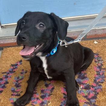 Rescue Labrador Retriever and Pit Bull Terrier Dogs for Adoption in Warren, Rhode Island - Terri | PetCurious