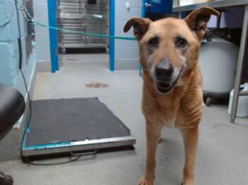 German Shepherd Dog and Mixed Breed Dogs Available for Adoption in Albuquerque, New Mexico - SCARLET | PetCurious