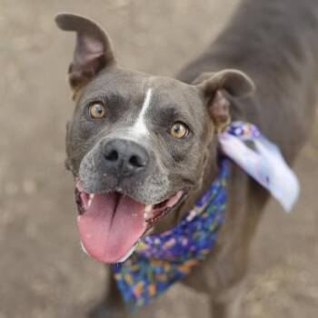 GENESIS -  American Staffordshire Terrier Dog for Adoption in San Antonio, Texas - GENESIS | PetCurious