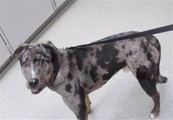 ARGYLE -  Catahoula Leopard Dog and Mixed Breed Dog for Adoption in Omaha, Nebraska - ARGYLE | PetCurious