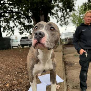 Sterling D12960 -  Pit Bull Terrier and Mixed Breed Dog for Adoption - Sterling D12960 | PetCurious
