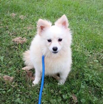 Misha -  Pomsky Dog for Adoption in Catlettsburg, Kentucky - Misha | PetCurious