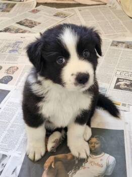 Border Collie Dogs Available for Adoption - BIRCH | PetCurious