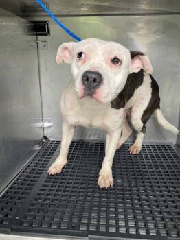 Mixed Breed Dogs Available for Adoption in Dallas, Texas - HONEY | PetCurious