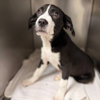Charleston -  Mixed Breed Dog for Adoption in Spokane, Washington - Charleston | PetCurious