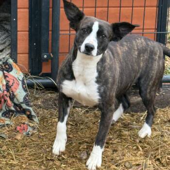 Mixed Breed Dogs Available for Adoption - Rey | PetCurious