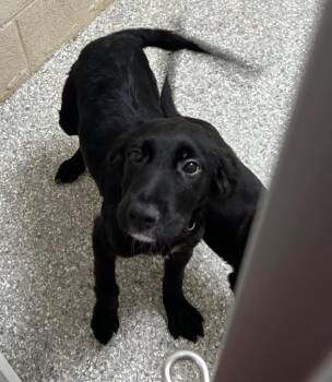 Onyx -  Labrador Retriever Dog for Adoption in Newnan, Georgia - Onyx | PetCurious