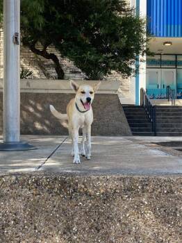Rescue Mixed Breed Dogs for Adoption in Dallas, Texas - SUNSHINE | PetCurious