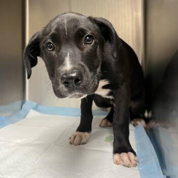 Mixed Breed Dogs Available for Adoption in Columbiana, Alabama - Tito | PetCurious