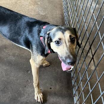 Butter -  Mixed Breed Dog for Adoption in Sarasota, Florida - Butter | PetCurious