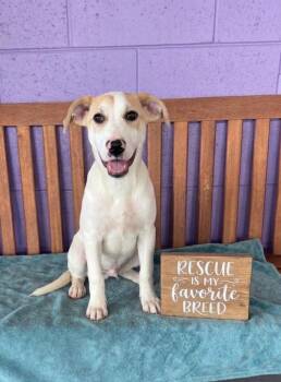 **STILLWELL** -  Labrador Retriever Dog for Adoption in North Prairie, Wisconsin - **STILLWELL** | PetCurious
