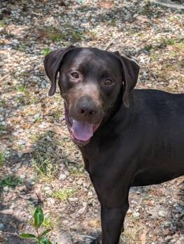 Chocolate Labrador Retriever Dogs Available for Adoption in Oriental, North Carolina - Ford | PetCurious