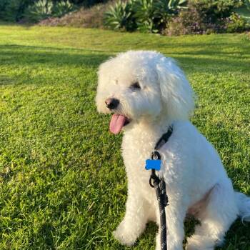 Charlie -  Poodle Dog for Adoption in Goleta, California - Charlie | PetCurious