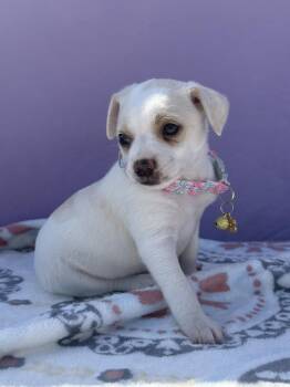 Fenty -  Chihuahua Dog for Adoption in West Hollywood, California - Fenty | PetCurious