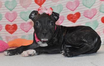 Terrier Dogs Available for Adoption - Juliet | PetCurious