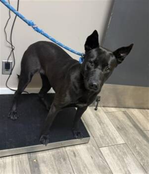 GORGONZOLA -  German Shepherd Dog and Mixed Breed Dog for Adoption in Redlands, California - GORGONZOLA | PetCurious