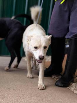 Yara -  Mixed Breed Dog for Adoption in Leitchfield, Kentucky - Yara | PetCurious
