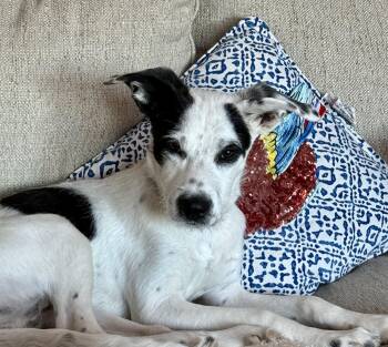 Rescue Terrier Dogs for Adoption in Plainfield, Illinois - Jackson | PetCurious