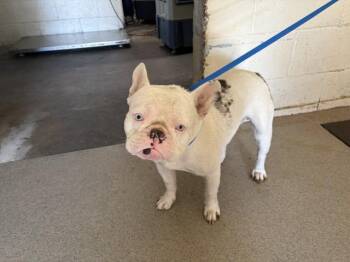 SIMON -  French Bulldog Dog for Adoption in San Bernardino, California - SIMON | PetCurious