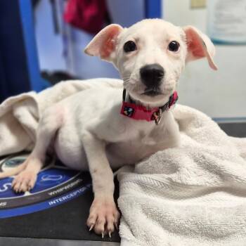 Rhodesian Ridgeback Dogs Available for Adoption - Coconut | PetCurious