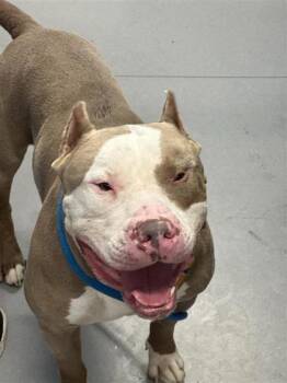 Hippo -  Mixed Breed Dog for Adoption in West Chester, Pennsylvania - Hippo | PetCurious