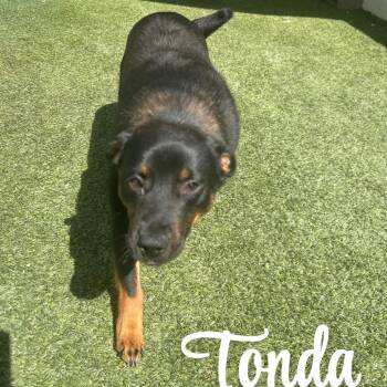 Mixed Breed Dogs Available for Adoption in Loxahatchee Groves, Florida - Tonda 1912 | PetCurious
