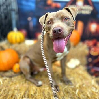 Rescue Pit Bull Terrier and Mixed Breed Dogs for Adoption in Long Beach, California - ZEUS | PetCurious