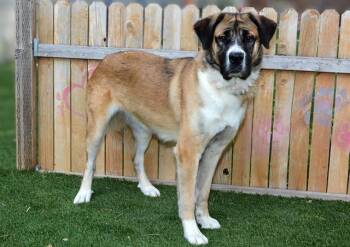 SUKI -  Anatolian Shepherd and Great Pyrenees Dog for Adoption in West Valley City, Utah - SUKI | PetCurious