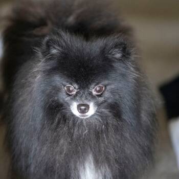 Rescue Pomeranian Dogs for Adoption in Peyton, Colorado - Midnight (OT25-135) | PetCurious