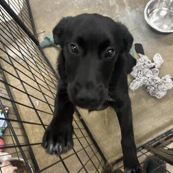 Labrador Retriever and Australian Cattle Dog Blue Heeler Dogs Available for Adoption - Chad | PetCurious