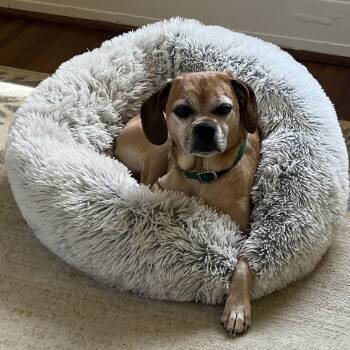 Beagle and Pug Dogs Available for Adoption in Greensboro, North Carolina - Bumblebee | PetCurious