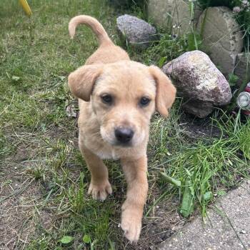 Mallow -  Labrador Retriever Dog for Adoption in Sandy Hook, Manitoba - Mallow | PetCurious