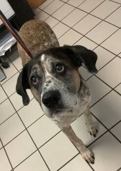 Rescue Labrador Retriever and Mixed Breed Dogs for Adoption in Largo, Florida - Sissy | PetCurious