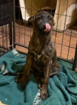 Rescue Shepherd Dogs for Adoption in Broomfield, Colorado - WANDA | PetCurious