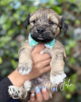 Poodle and German Shepherd Dog Dogs Available for Adoption in South El Monte, California - John | PetCurious