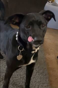 Rescue Belgian Shepherd Malinois and Pit Bull Terrier Dogs for Adoption in Hayward, California - Destiny | PetCurious