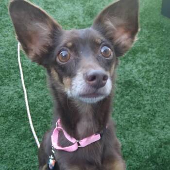 Santana -  Chihuahua Dog for Adoption in Matteson, Illinois - Santana | PetCurious