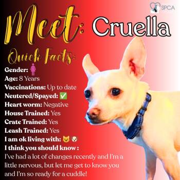 Cruella -  Chihuahua Dog for Adoption in Fulton, New York - Cruella | PetCurious