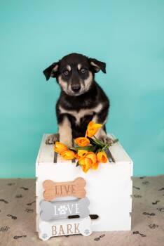 Husky Dogs Available for Adoption in Brighton, Colorado - 336-26 | PetCurious