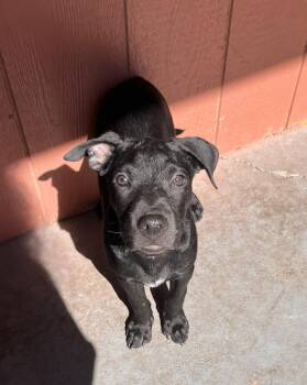 Shadow -  Terrier Dog for Adoption in Mico, Texas - Shadow | PetCurious