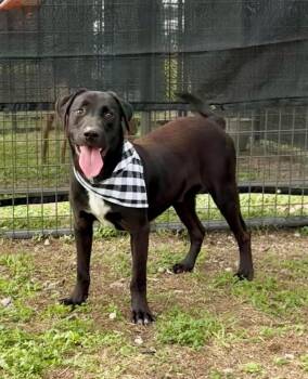 Nate -  Mixed Breed Dog for Adoption in Scott, Louisiana - Nate | PetCurious