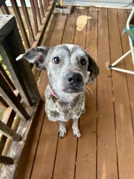 Tilly -  Cattle Dog Dog for Adoption in Chattanooga, Tennessee - Tilly | PetCurious