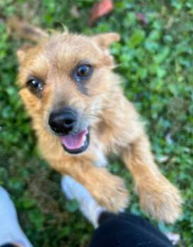 Tiny Tim -  Terrier and Mixed Breed Dog for Adoption in Blountville, Tennessee - Tiny Tim | PetCurious