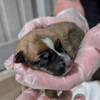 Cinnamon Roll P7 -  Mixed Breed Dog for Adoption in Leander, Texas - Cinnamon Roll P7 | PetCurious