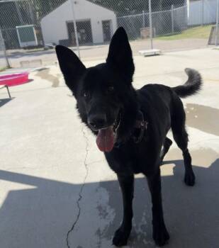 German Shepherd Dog Dogs Available for Adoption in Ashland, Virginia - Dahlia | PetCurious