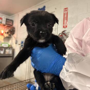 Chrissy -  Shepherd and Mixed Breed Dog Available for Adoption in Edinburg, Texas - Chrissy | PetCurious