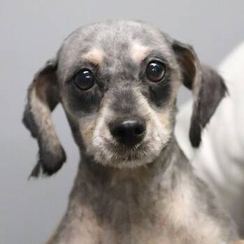 Melia (AO36863) -  Schnauzer Dog for Adoption in Kansas City, Kansas - Melia (AO36863) | PetCurious