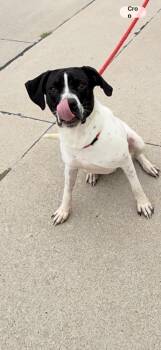 Kash -  Hound Dog for Adoption in Fremont, Nebraska - Kash | PetCurious
