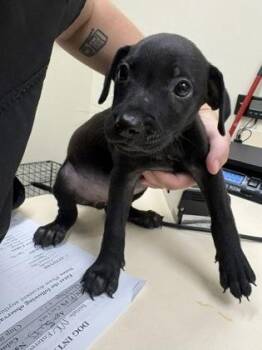 Viola -  Mixed Breed Dog for Adoption in Charleston, South Carolina - Viola | PetCurious